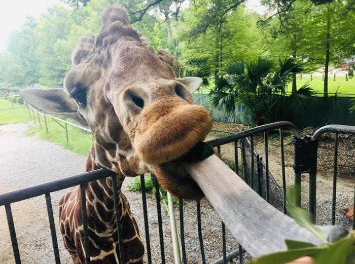 Zoo audubon tourism